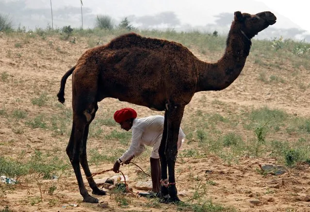A trader unties the legs of a camel in Pushkar, in the desert state of Rajasthan, India November 3, 2016. (Photo by Himanshu Sharma/Reuters)
