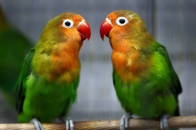 Lovebirds are seen in a pet shop in Ankara, Turkey on May 29, 2023. (Photo by Yves Herman/Reuters)