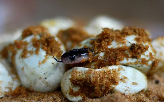 An Indian cobra hatchling emerges from an egg on the outskirts of Bhubaneswar on June 28, 2013. The Indian cobra is a venomous snake indigenous to South Asia, found across India, Pakistan, Bangladesh and Sri Lanka. (Photo by Asit Kumar/AFP Photo)