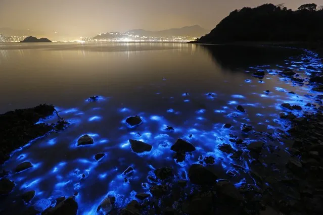 This Thursday, January 22, 2015 photo made with a long exposure shows the glow from a Noctiluca scintillans algal bloom along the seashore in Hong Kong. (Photo by Kin Cheung/AP Photo)