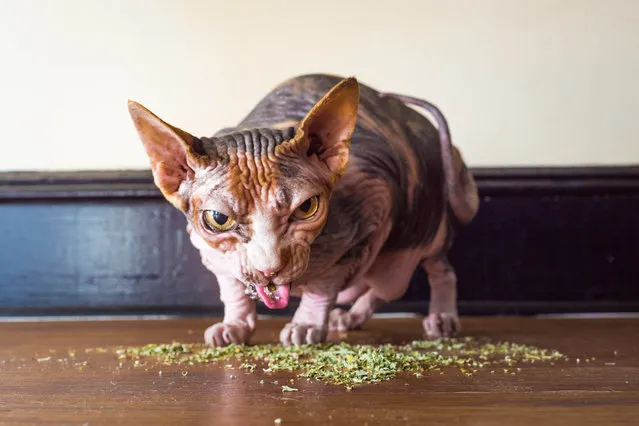 “The catnip photos show a very wild side to cats that we don’t often see”, said Marttila. (Photo by Andrew Marttila/Caters News Agency)