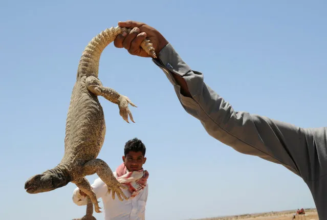 A man holds an Uromastyx lizard, also known as a dabb lizard, in a desert near Tabuk April 19, 2013. The lizards, which are considered a delicacy in some parts of the Middle East, are caught in the spring season using hooks and sniffer dogs as well as bare hands. The lizards can be grilled or eaten raw, and according to popular belief, their blood is used to strengthen the body and treat diseases. (Photo by Mohamed Al Hwaity/Reuters)