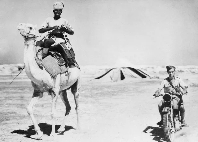 The racing camel of the Sudanese and the motorcycle of the R.A.F. rider present a contrast in civilizations in the battle zone of the Western Desert in North Africa, January 20, 1941. (Photo by AP Photo)