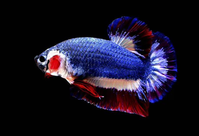 In this November 17, 2016 photo, a Siamese fighting fish with colors resembling the Thai national flag swims in a fish tank in Nakhon Pathom, Thailand. Pictures of the fish's blue, red and white horizontal stripes went viral upon being posted on a private Betta fish auction group on Facebook since its colors closely resembled the Thai flag and sold for a record breaking 53,500 baht ($1,528), making it the most expensive Betta fish to ever be sold. (Photo by Chuchat Lekdeangyu/Shutter Prince via AP Photo)