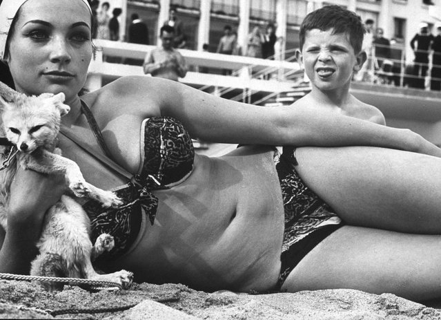 Actress Philomene Toulouse, cradling a pet fox, vies for attention at the Cannes film festival, 1962. (Photo by Paul Schutzer/Time & Life Pictures/Getty Images)