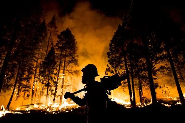 Los Padres National Forest firefighter Jameson Springer watches a controlled burn on the so-called “Rough Fire” in the Sequoia National Forest, California, United States August 21, 2015. (Photo by Max Whittaker/Reuters)