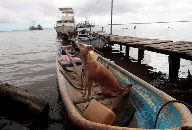A dog is seen inside a boat at the Bluefields port after Hurricane Otto hit southern Nicaragua, in Bluefields, Nicaragua November 25, 2016. (Photo by Oswaldo Rivas/Reuters)