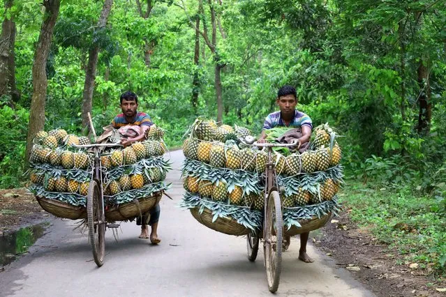 Farmers carry their pineapples to the market on bicycles to sell in Madhupur, Bangladesh on June 19, 2023. Each basket contains 50 pineapples for a total of 100 pineapples in a bicycle. Farmers generally use bicycles to reduce transportation costs. 100 pineapples are sold for Tk 3000 ($32) to Tk 8000 ($85) depending on size and quality. (Photo by Syed Mahabubul Kader/ZUMA Press Wire/Rex Features/Shutterstock)