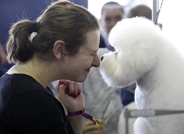 A Bichons Frise named Nurple gives Laura Warman a kiss at the Westminster Kennel Club show in New York, Monday, February 16, 2015. (Photo by Seth Wenig/AP Photo)