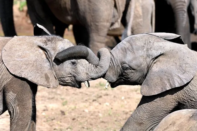 Baby elephants tussle with their trunks as they chase each other round a waterhole in the Addo national park, South Africa in August 2023. (Photo by Anne Laing/Caters News)