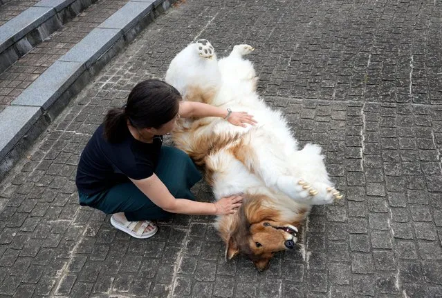 A Japanese woman interacts with Toco, a man in a dog suit, in Tokyo, Japan, 21 August 2023. (Photo by Franck Robichon/EPA/EFE)