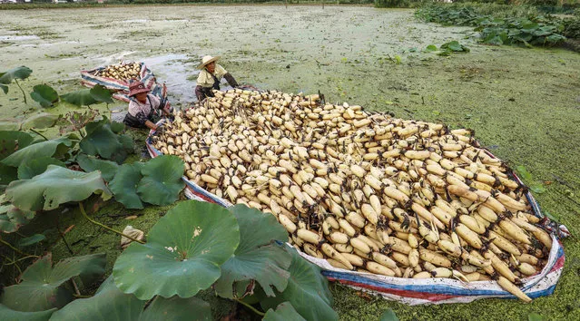 Farmers harvest lotus roots in Haian in China' s eastern Jiangsu province on September 12, 2018. (Photo by AFP Photo/Stringer)