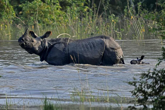 An Indian one-horned rhino with his calf wades through the floodwaters at the Pobitora Wildlife Sanctuary in Guwahati on August 30, 2023. (Photo by Biju Boro/AFP Photo)