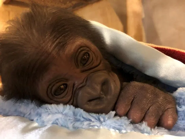 The female infant of Western lowland gorilla Kumbuka is seen in Jacksonville Zoo and Gardens, Jacksonville, Florida, U.S., in these images distributed on October 3, 2018. (Photo by Jacksonville Zoo and Gardens via Reuters)