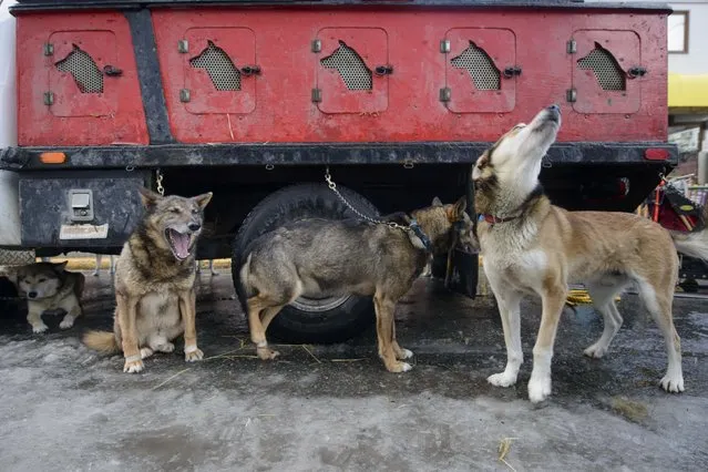 Jan Steves' dogs await for the 2015 ceremonial start of the Iditarod Trail Sled Dog race in downtown Anchorage, Alaska March 7, 2015. The timed portion of the race, which typically lasts nine days or longer, begins on Monday in Fairbanks, about 300 miles (482 km) away. Traditionally held in Willow, the timed start was moved to Fairbanks this year to accommodate an alternate trail selected after race officials deemed sections of the traditional path unsafe.    REUTERS/Mark Meyer  (UNITED STATES - Tags: SPORT ANIMALS SOCIETY)