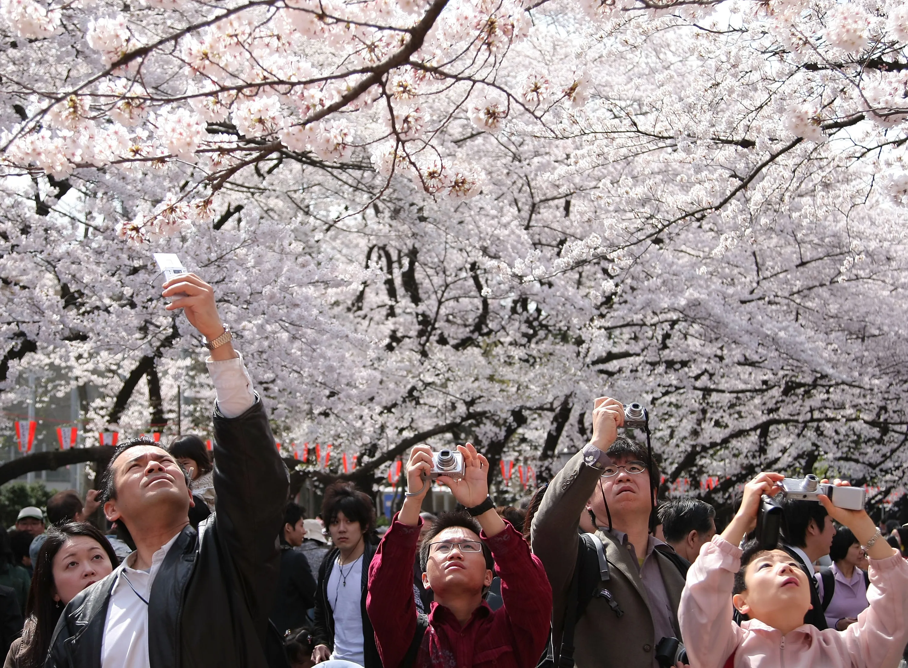 Почему япония популярна. Фестиваль цветения и любования сакурой – Япония. Парк Уэно Сакура. Праздник цветения Сакуры в Японии. Праздник любования сакурой в Японии.