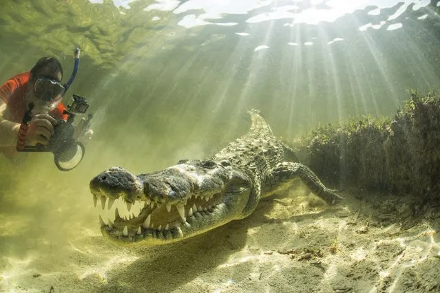 Photographers creep closer to snap crocodiles lurking in muddy waters in Mexico in September 2023. (Photo by Christian Kemper/Caters News)