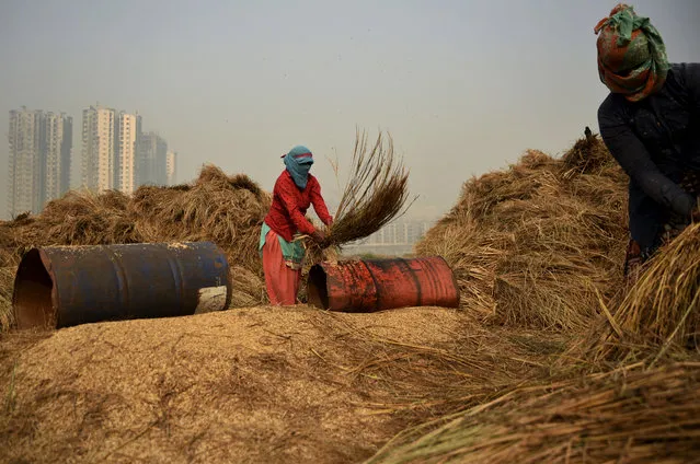 An under-construction high-rise residential building is seen behind as farm workers thrash freshly harvested paddy crop to separate the grains in Greater Noida, India, Monday, October 29, 2018. More than 70 percent of India's 1.25 billion citizens engage in agriculture. (Photo by R.S. Iyer/AP Photo)
