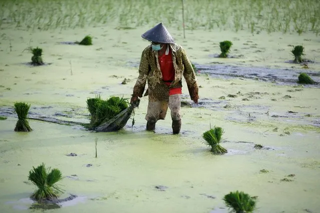 A farmer wearing a protective mask to curb the spread of coronavirus disease (COVID-19) works at a paddy field in Jakarta, Indonesia, June 28, 2021. (Photo by Willy Kurniawan/Reuters)