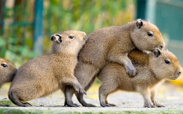 Young capybara romp in their enclosure at the zoo in Hanover (Lower Saxony), on November 14, 2013. (Photo by Christoph Schmidt/AP Images/DPA)