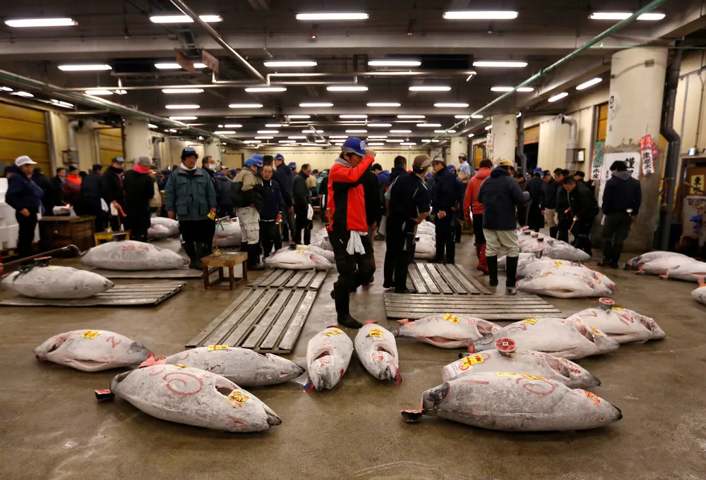 1st Tsukiji Auction of 2017