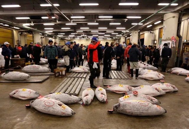 Wholesalers check the quality of frozen tuna displayed at the Tsukiji fish market before the New Year's auction in Tokyo, Japan, January 5, 2017. (Photo by Issei Kato/Reuters)