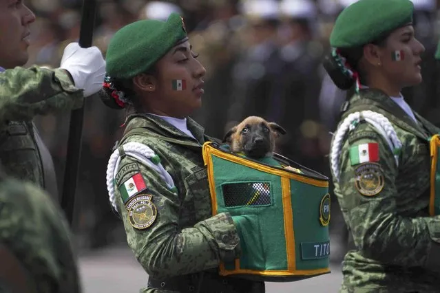 A soldier with the military police marches with a puppy that will be trained to work with the military during the annual Independence Day military parade in the capital's main square, the Zocalo, in Mexico City, on Friday, September 16, 2022. (Photo by Marco Ugarte/AP Photo)