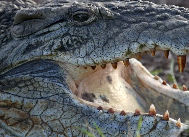 A crocodile is pictured at the Nairobi National Park outside the Kenyan capital Nairobi April 6, 2015. (Photo by Goran Tomasevic/Reuters)