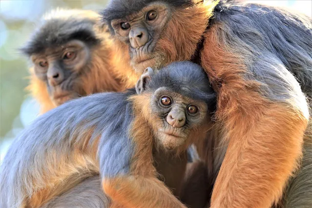 Elsewhere in Africa, an estimated 53% of primate species are under threat of extinction. This includes the Temminck’s red colobus species seen here. (Photo by Mic Mayhew/IUCN/PA Wire Press Association)