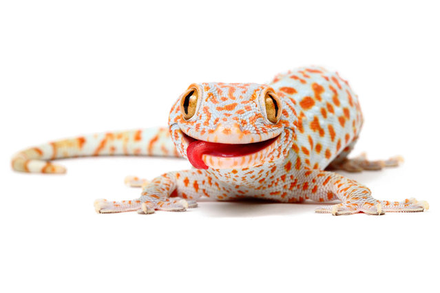 Gecko. (Photo by Mickael Leger/Caters News)
