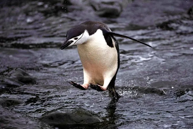 A chinstrap penguin jumps into the water at Snow Island, Antarctica on January 30, 2020. (Photo by Ueslei Marcelino/Reuters)