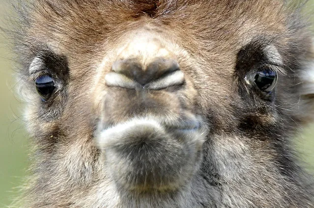 A baby bactrian camel enjoying the sunny day at ZSL Whipsnade Zoo on April 20, 2015 in Whipsnade, England. ZSL Whipsnade Zoo has welcomed a pair of bactrian camels into their family recently. The two Bactrian camels named Olaf and Orlagh were born within 48 hours of each other. (Photo by Tony Margiocchi/Barcroft Media)