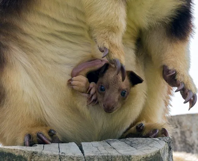 A pair of rare tree kangaroos has started a family at the National Zoo and Aquarium in Canberra, Australia, with the arrival of little Mani. Goodfellow's tree kangaroos are rarely bred in captivity and the new joey is an important boost for an international conservation program. Tree kangaroos are critically endangered due to predators in far-north Queensland and illegal forestry in Papua New Guinea. (Photo by Ann Eldridge/AAP Image/National Zoo and Aquarium Canberra)
