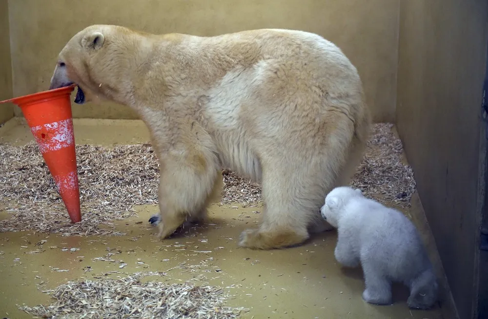 Polar Bear Cub is Unveiled at German Zoo