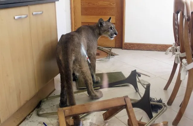 A puma is seen inside the kitchen of a residential home in this handout picture provided by the Agricultural and Livestock Service of Chile (SAG), in Santiago January 29, 2014. The animal was discovered by the homeowner and was taken to a local zoo after being sedated by authorities. Authorities are investigating how the puma appeared at the home. No one was injured, according to local media. (Photo by Reuters/Agricultural and Livestock Service of Chile (SAG))