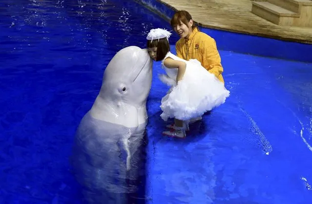 A trained beluga whale kisses a girl on the cheek during a performance at the Beijing Aquarium in Beijing, April 23, 2015. (Photo by Reuters/Stringer)