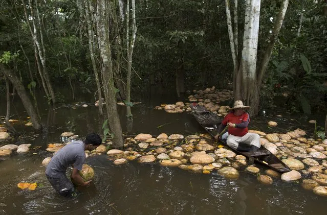 Brazilian farmer Jander Santos de Souza (R) paddles his canoe amid pumpkins in his plantation which is inundated with floodwaters from the Solimoes River, in the rural municipality of Manacapuru, Amazonas state May 5, 2015. (Photo by Bruno Kelly/Reuters)