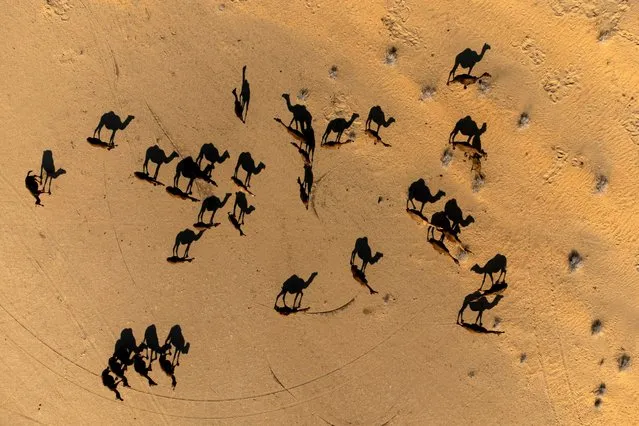 This aerial photograph taken on January 27, 2024 shows a herd of camels in the desert of Samawa in Iraq's southern province of al-Muthanna. (Photo by Hussein Faleh/AFP Photo)