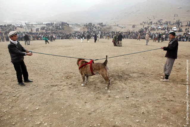 Afghan Dog Fighting