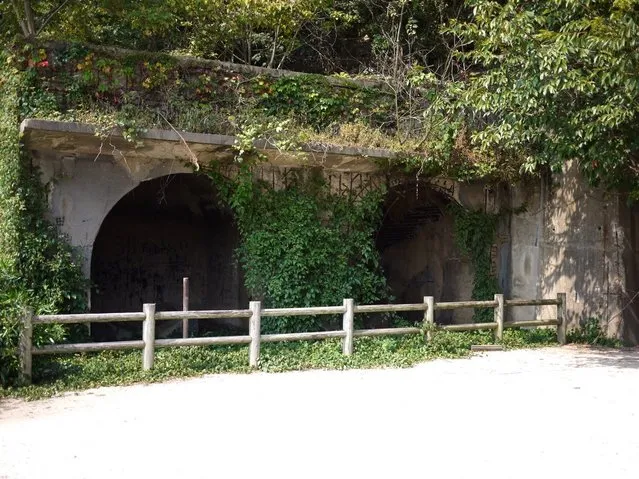 Rabbit Island in Japan