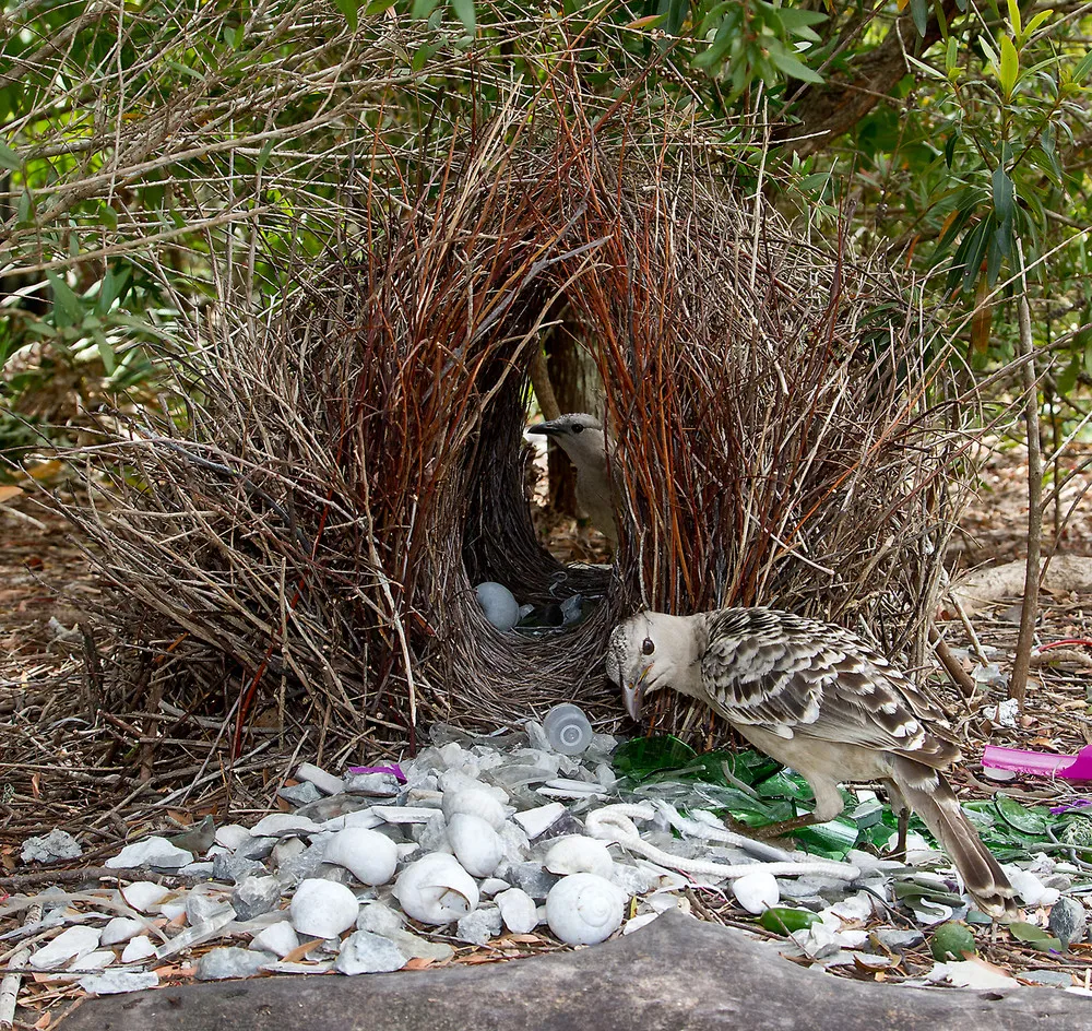 Animal Architects Bowerbirds Design