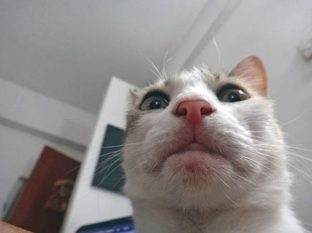 Cats Taking Selfies Part 1