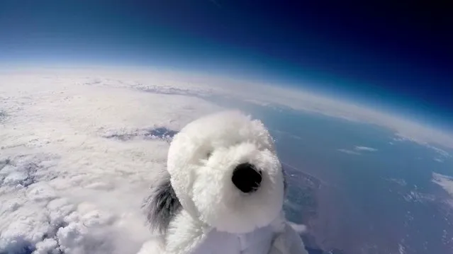 Sam the cuddly toy dog  flies high in the sky after taking off from Morecambe, England Tuesday April 5, 2016 attached to a special camera and a helium balloon. Sending the toy dog into the sky was part of a science project by Morecambe Bay Community Primary School which joined forces with a local hotel . The toy dog reached an altitude of 12 miles above the earth's surface. (Photo by Morecambe Bay Community Primary School and English Lakes Hotels Resorts & Venues via  AP Photo)