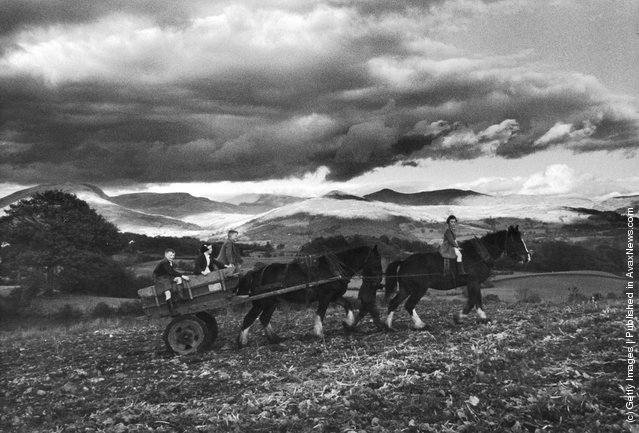 A group of children going home after a day in the fields of a Lake District farm, 1954
