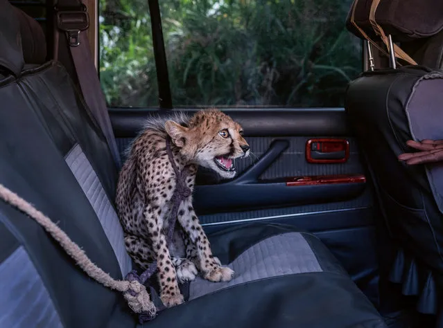 A five-month-old cheetah seated in the back of a Land Cruiser growls at an outstretched hand after being taken from traffickers in Ethiopia and driven to Harirad, Somaliland, in 2020. This photo is part of the work of more than 100 artists in Why We Photograph Animals, a new collection of wildlife photography that aims to help understand why people have photographed animals at different points in history and what it means in the present. (Photo by Nichole Sobecki/Thames & Hudson)