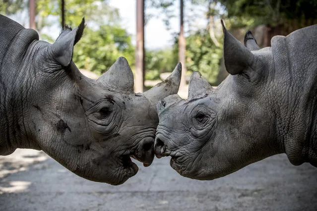 Olmoti (L) and Jasiri (R), black rhinos, play in enclosure at Safari Park in Dvur Kralove nad Labem, Czech Republic, 19 June 2019 (issued 20 June 2019). Three black rhinos (Diceros bicornis michaeli) from Safari Park Dvur Kralove and two black rhinos from other European gardens will set out for Akagera National Park in Rwanda on 23 June. This is the largest rhino transport ever from Europe to Africa, where they should start a new population. All animals are prepared for the trip in Dvur Kralove. The trip will include three rhinos from Dvur, Jasiri, Jasmina and Manny, female Olmoti from the English zoo Flamingo Land and male Mandela from Denmark. These five will find a new home in Akagera National Park, Rwanda, where the last rhinos were seen in 2007. According to Safari Park, only about 700 black rhinos live in the wild. (Photo by Martin Divíšek/EPA/EFE)