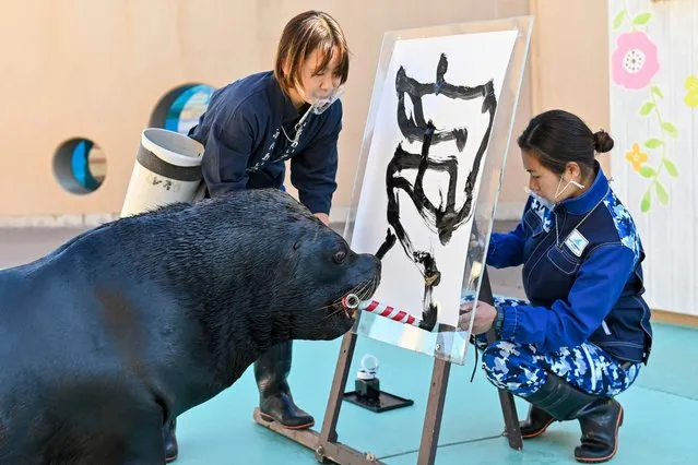 Sea lion Leo uses a brush to write the Chinese character for “tiger”, which is the upcoming new year's Chinese zodiac sign, during a press preview at Hakkeijima Sea Paradise in Yokohama on December 27, 2021. (Photo by Kazuhiro Nogi/AFP Photo)