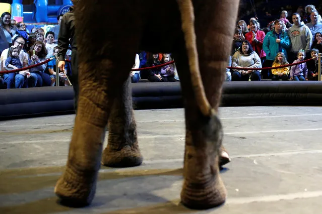 Attendees watch as an elephant performs pre-show in Ringling Bros and Barnum & Bailey Circus' “Circus Extreme” show at the Mohegan Sun Arena at Casey Plaza in Wilkes-Barre, Pennsylvania, U.S., April 29, 2016. (Photo by Andrew Kelly/Reuters)