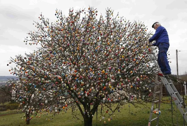 German pensioner Volker Kraft decorates an apple tree with Easter eggs in the garden of his summerhouse, in the eastern German town of Saalfeld, March 19, 2014. (Photo by Fabrizio Bensch/Reuters)