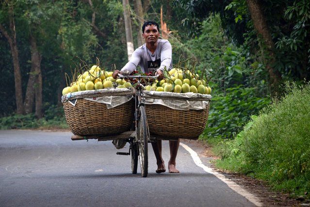 Farmers carry bicycles laden with mangoes to sell at a market in Kansat, Chapainawabganj, Bangladesh on April 23, 2024. The use of bicycles reduces transportation costs for them who can carry up to 400 mangoes on each bike. The mangoes are loaded in bicycles and pushed all the way through a forest to the Biggest Mango Market – Kansat. After picking the fruit from the trees, mango growers take them to the market by hanging two baskets on either side of their bicycles. Carrying the load by cycles is laborious as each basket contains about 40kg of mangoes. Mango – the king of fruits in Bangladesh – is one of the most delicious and popular fruits during the sunny summer. (Photo by Joy Saha/ZUMA Press Wire/Rex Features/Shutterstock)
